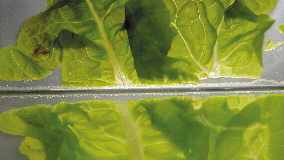 Salad sealed with ultrasonic